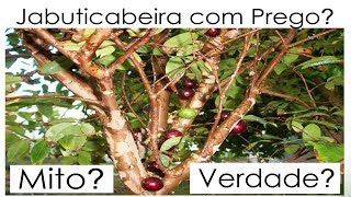 JABUTICABEIRA COM PREGO É MITO OU VERDADE [upl. by Odnamla]