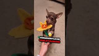 Hast du einen davon hund tierliebe wissenswert tiere hunde doglover [upl. by Eves920]