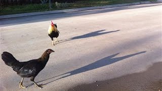 Feral Chickens Rule the Roost in Texas Town [upl. by Orual967]