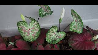 Caladiums Do Have a BLOOM [upl. by Becki]