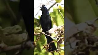 Rackettailed Drongo Call [upl. by Ackerman]