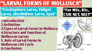 Larval Form of Mollusca  Trochophore Larva  Veliger Larva  Glochidium Larva  Spat  Larval Form [upl. by Semela]