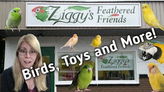 Come Explore Ziggys Feathered Friends The Coolest Bird Store Around [upl. by Susan80]