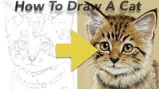 How To Draw a Cat using Pastel Pencils [upl. by Darice]