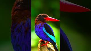 Cutest Animals in the World 4K Ultra HD HDR Wildlife Video [upl. by Adelaida]