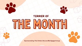 Terriers of the Month  November 2023 [upl. by Ivetts]