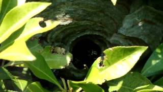 Bald Faced Hornets Nest [upl. by Hermosa]