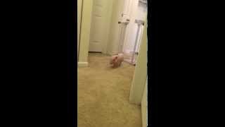 Mini Pig Runs Like Crazy [upl. by Margalo108]