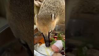 Feeding Coatimundi’s dinner [upl. by Tallula]