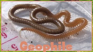 Geophilidae sp    Geophilidae  Geophile millepattes  042017 [upl. by Moule]