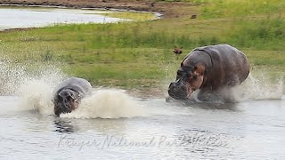 Hippo Rampage Amazing Wildlife Encounter Kruger National Park [upl. by Youngman]