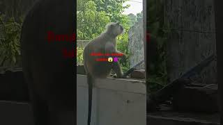 😈😈Bandar ne churaya kela funny youtube funny viralvideo video comdey automobile funnycomedy [upl. by Idac]