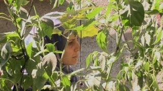 Gaza yards rooftops bloom with innovative gardens [upl. by Clyde]