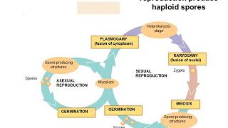 MEDICAL MYCOLOGY  LECTURES 2 [upl. by Avrit]