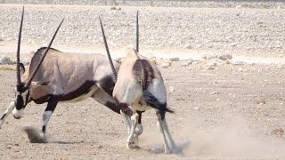 Gemsbok Dueling Ouch That Hurts  Curious Wildlife Behaviors [upl. by Halludba]