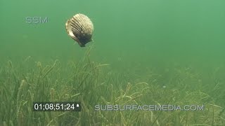 Swimming Bay Scallops Homosassa Florida [upl. by Meda937]