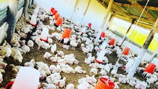 How To Manage The Cough Sounds In Your Poultry  Chronic Respiratory Diseases in Poultry [upl. by Bendicty]