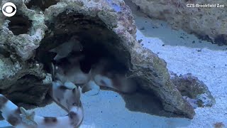 Baby epaulette shark hatches at Brookfield Zoo [upl. by Saber211]