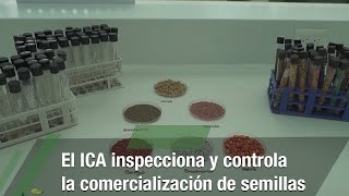 El ICA inspecciona y controla la comercialización de semillasTvAgro por Juan Gonzalo Angel Restrepo [upl. by Leemaj997]