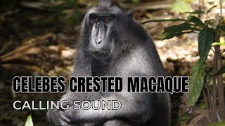 Celebes Crested Macaque Calling Sound [upl. by Ybreh]