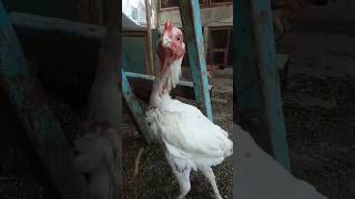 Aseel chicken pure breed funwithmaaz music aseelmurga cutebaby [upl. by Ledairam358]