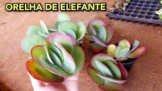 TUDO SOBRE A ORELHA DE ELEFANTE  KALANCHOE THYRSIFLORA CUIDADOS DIFERENÃ‡A E PROPAGAÃ‡ÃƒO [upl. by Jelene902]