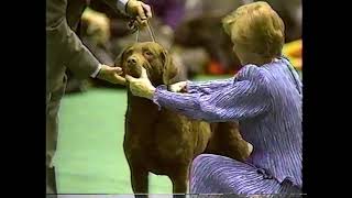 1989 Westminster Kennel Club Dog Show Night Two [upl. by Shelby]