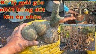 Chăm sóc mai Vàng gốc Nhớt bứng đất lên chậu [upl. by Lamoureux]