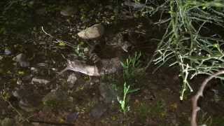 Western Diamondback Rattlesnake Eating a Kangaroo Rat [upl. by Etteuqaj]