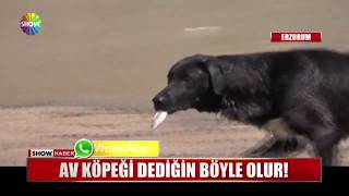 Av köpeği dediğin böyle olur [upl. by Ailahs]