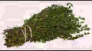 Thyme Oil Health Benefits [upl. by Ahcrop]