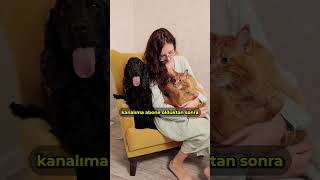 KEDİ Mİ KÖPEK Mİ kedi köpek evcilhayvan [upl. by Per]