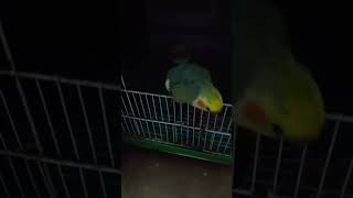 Kalu parot new Videococtielparrot aakashsahil0000 [upl. by Ylecic]