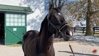 TDN New Stallions Maximus Mischief and Coal Front [upl. by Bresee]