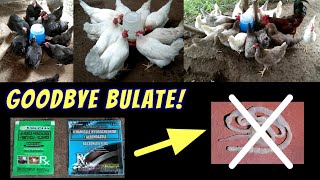 How to Deworm Chickens using Bastonero Plus and Hammer Dewromer [upl. by Alvina]