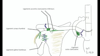 Arthrologie du membre supérieur Physiologie articulaire de lépaule [upl. by Orpheus]