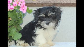 Shichon Puppies for Sale [upl. by Ttimme]