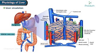 Physiology Of Liver Animation [upl. by Pegeen]