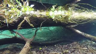 Looking for Salmon under the Logs After cleaning out the Beaver Dam I put the Go Pro in [upl. by Emearg]