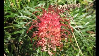 Growing Grevillea Robyn Gordon [upl. by Sherborn71]