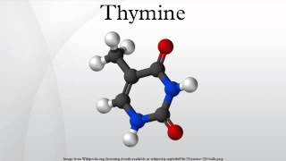 Thymine [upl. by Krebs]