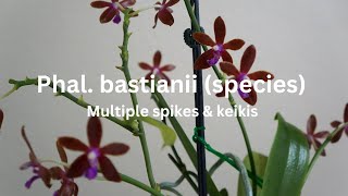 Phalaenopsis bastianii species Easy to Care For amp MultiFloral  Orchid Care Tips [upl. by Naivaf]