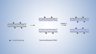 DNALC Short DNA Methyltransferases and DNA Methylation [upl. by Wattenberg37]