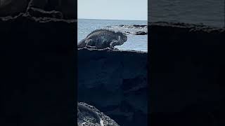 Galápagos Penguins amp Marine Iguanas Galapagos Cruise Part 10 shorts [upl. by Atinele577]