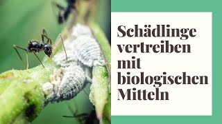 Zimmerpflanzen Schädlinge bekämpfen  mit biologischen Mitteln [upl. by Aikkan]