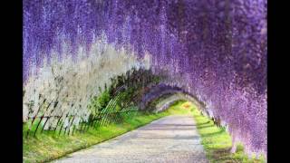 wisteria flower tunnel [upl. by Yekim156]