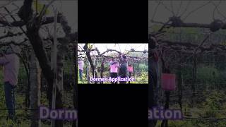 Dormex Application in grapeModern dormency breaking tool in grapesatisfyingexplore Pls subscribe [upl. by Lasiaf]