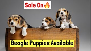 Beagle Puppies Available For Sale In Hyderabad [upl. by Urbanus]