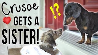 Ep 1 Crusoe Gets a SISTER  Cute Dachshund Puppy Video [upl. by Elleneg608]