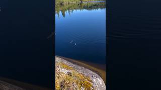 Ørretfiske i Snåsa  Trout fishing Norway fishingvideofiskefishingmountainviewfjelltur [upl. by Aker]